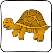 Schildkrötenklasse